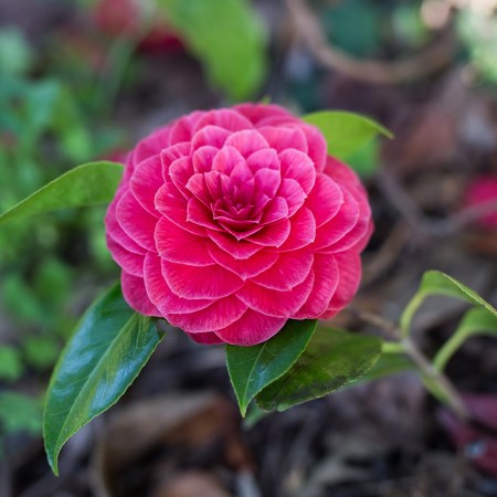 Camellia japonica