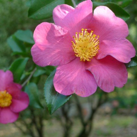 Camellia sasanqua
