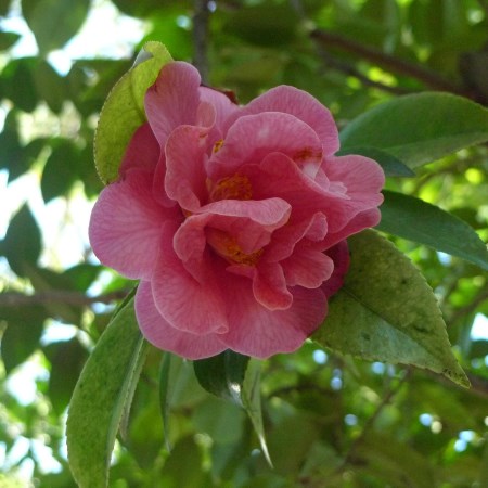 Camellias Reticulatas